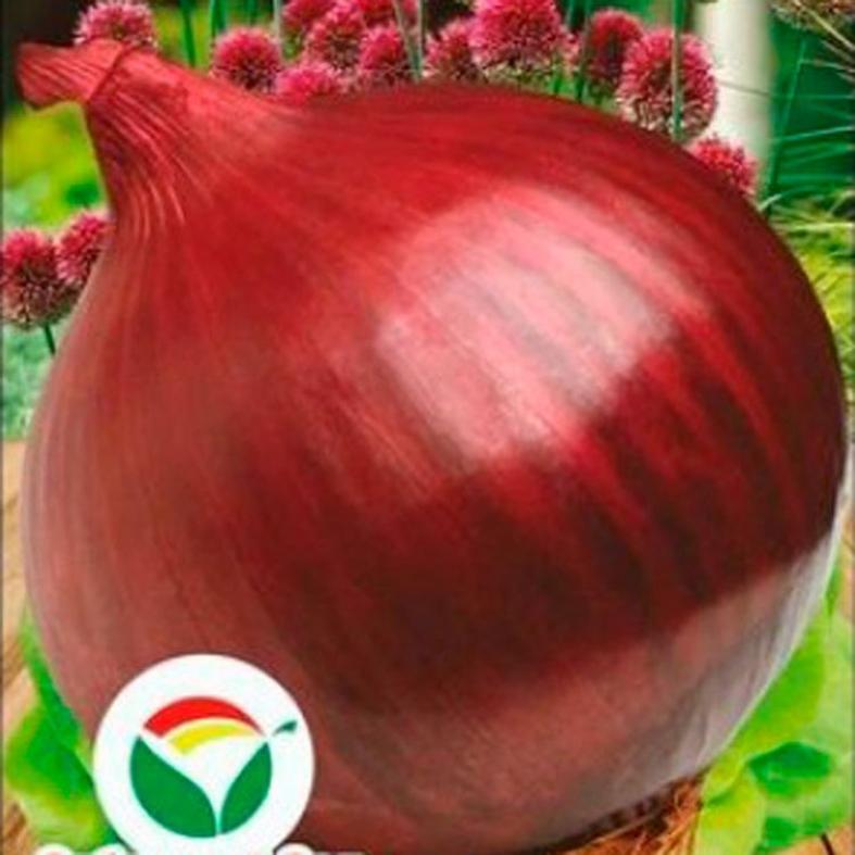 Лук Северное сияние