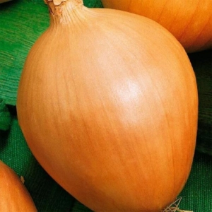 Лук Сибиряк