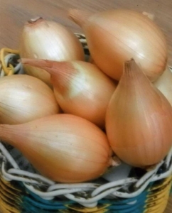 Лук Старообрядческий