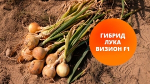 Лук Визион