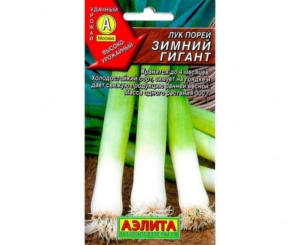 Лук Зимний гигант