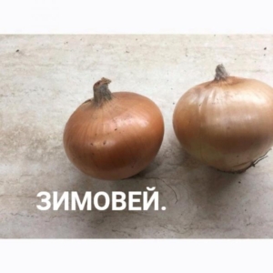 Лук Зимовей