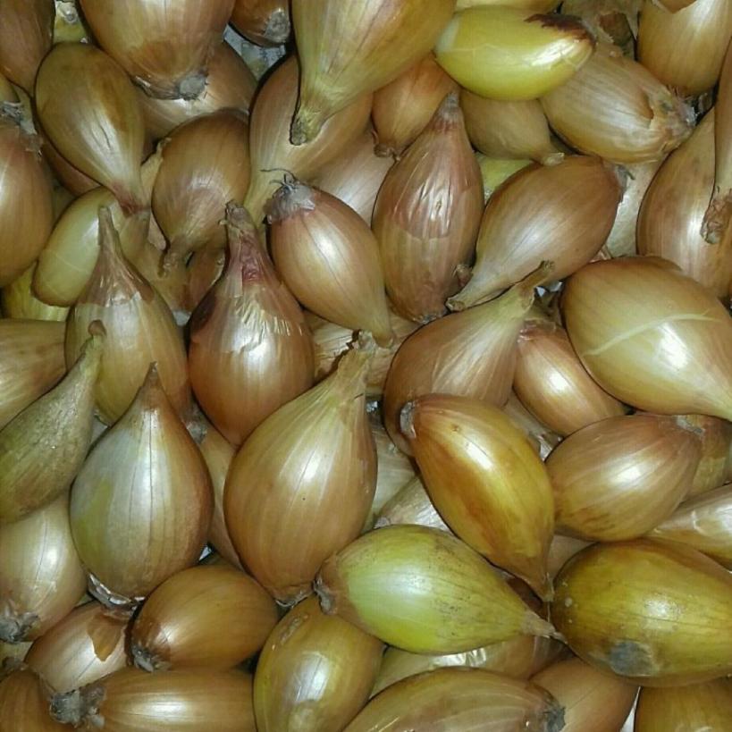 Лук Золотинка