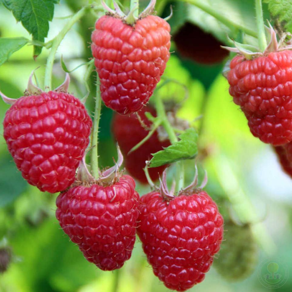 Малина Аделита 2