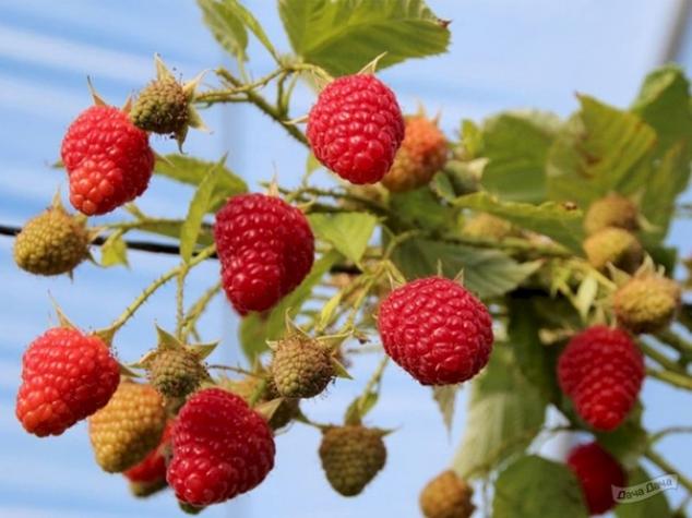 Малина Аделита