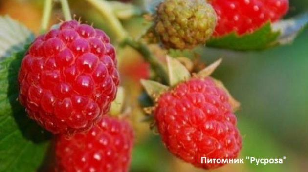 Малина Глен Долл 3
