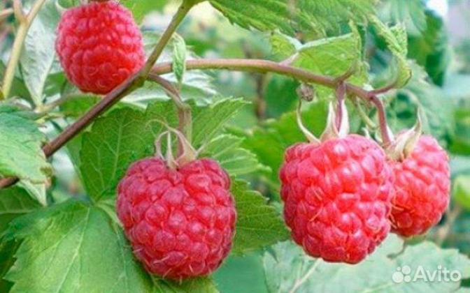 Малина Глория 2