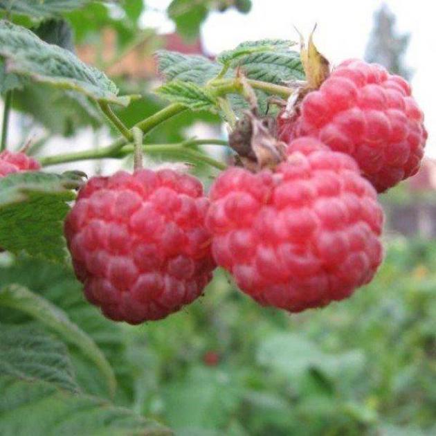 Малина Глория 3