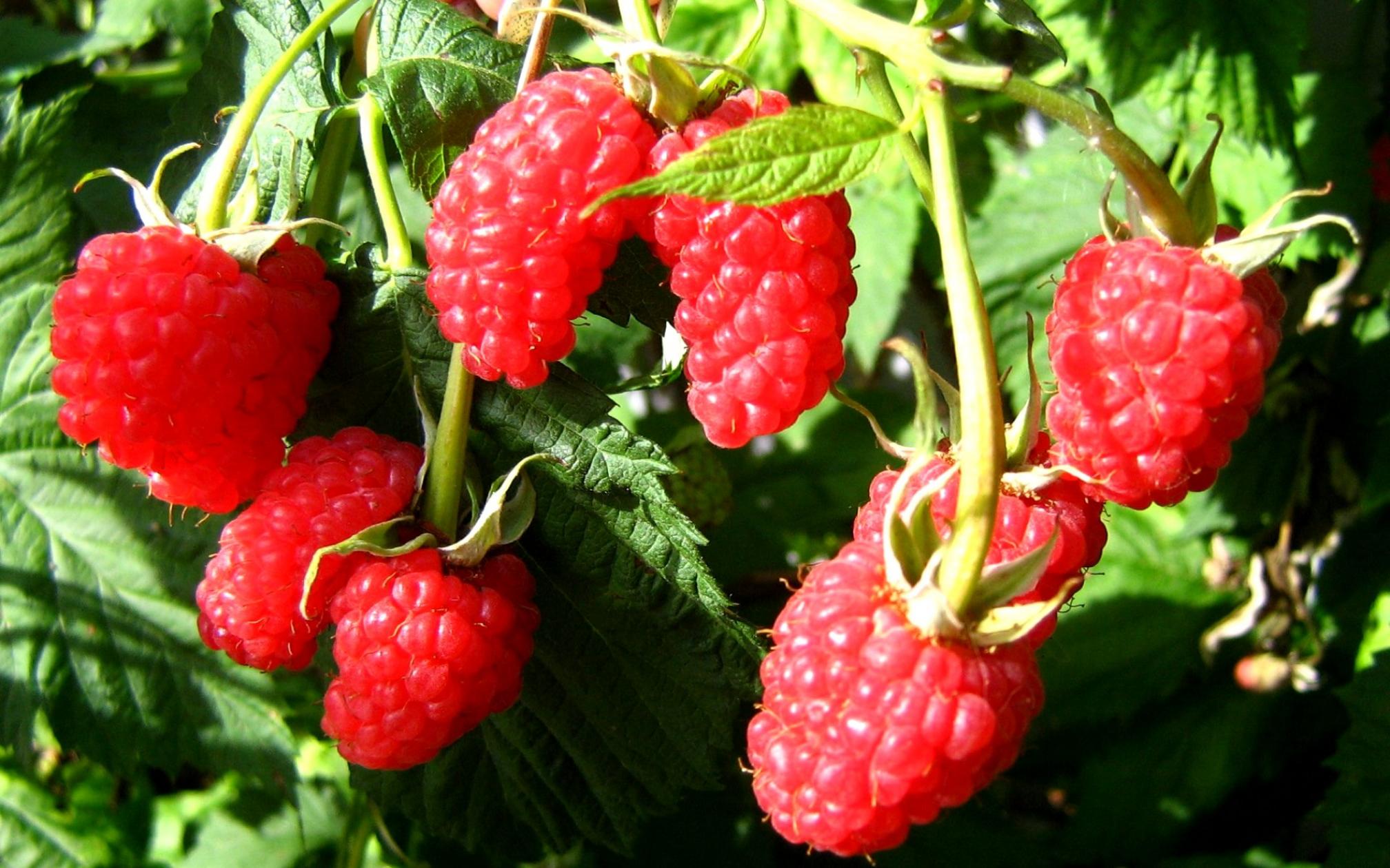 Малина Глория 6