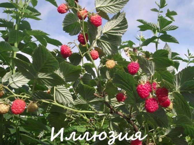 Малина Иллюзия 4