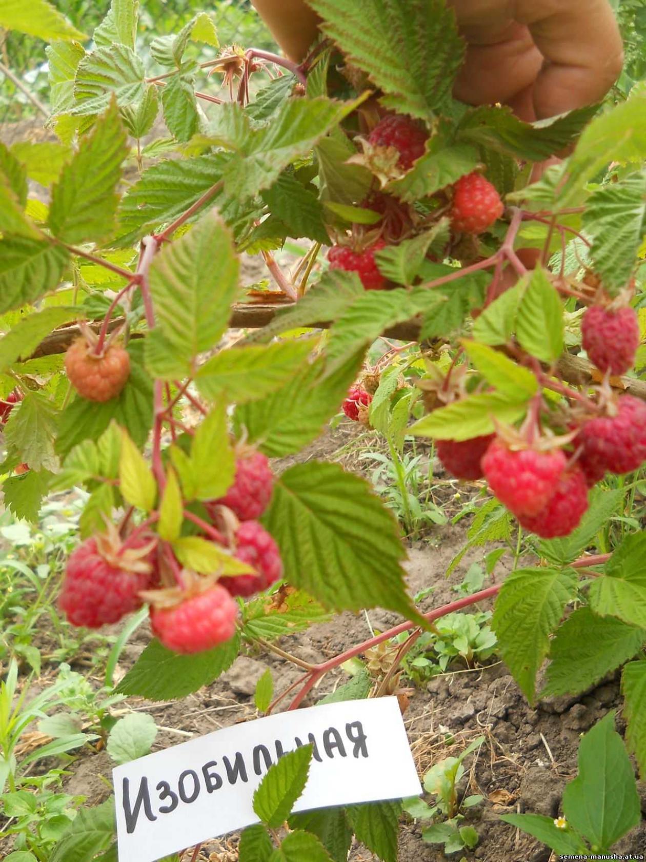 Малина Изобильная 5