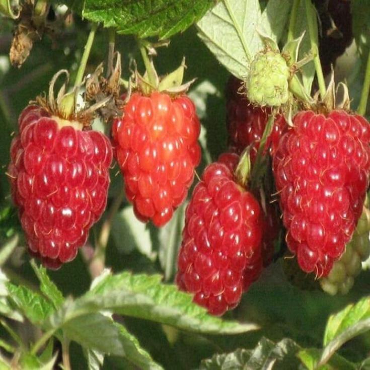 Малина Киржач 2