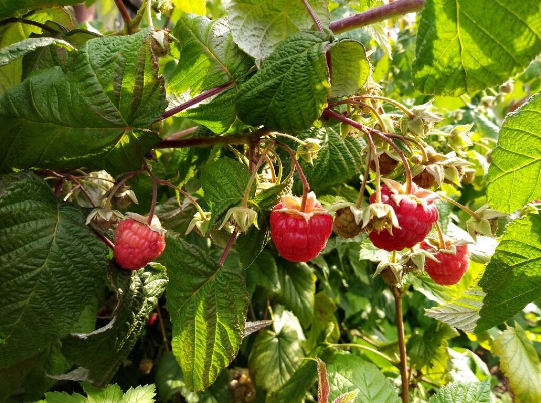 Малина Красавец Садко 3