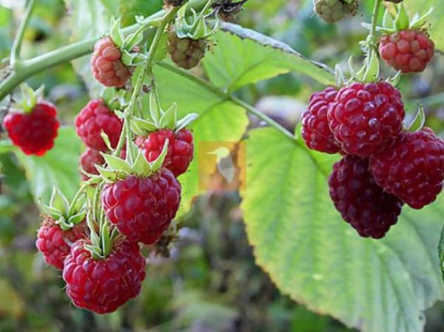 Малина Красавец Садко