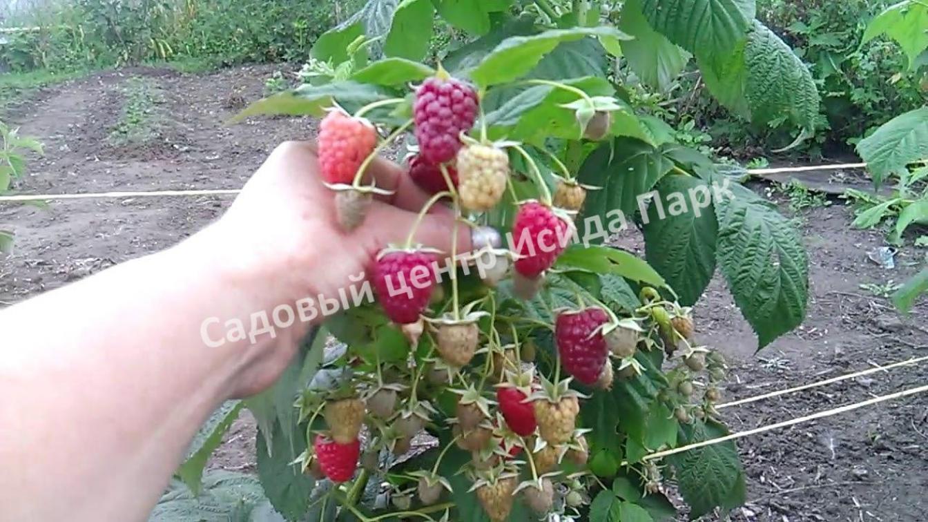 Малина Красная Гвардия 4