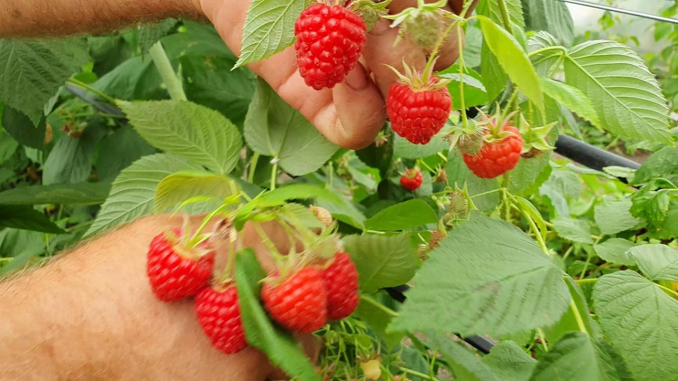 Малина Квелли 6