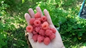Малина Мария