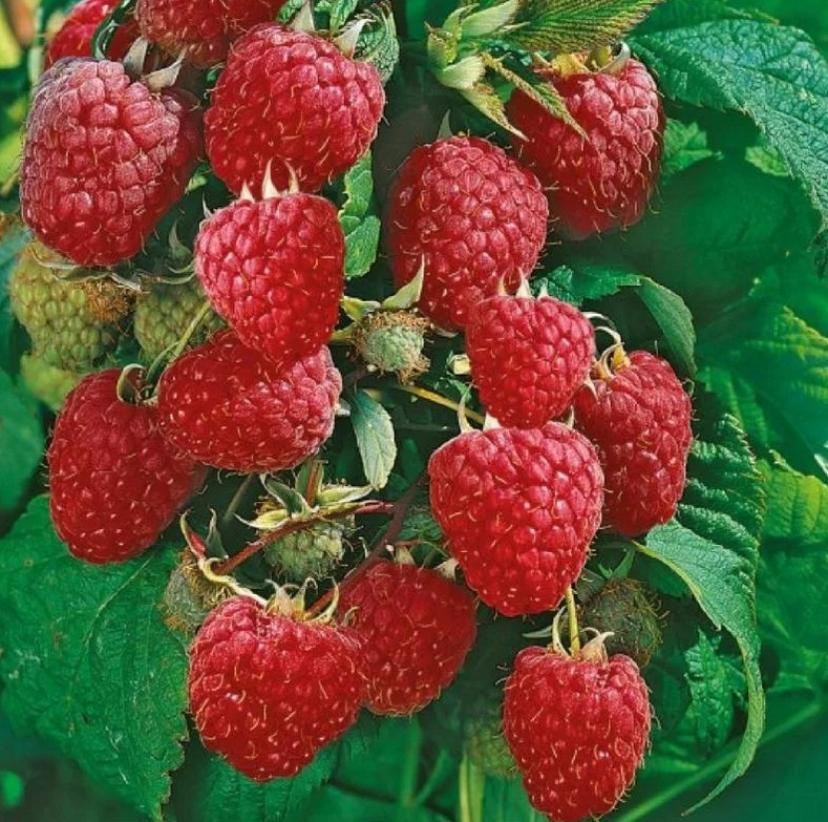 Малина Моллинг Джуно 5