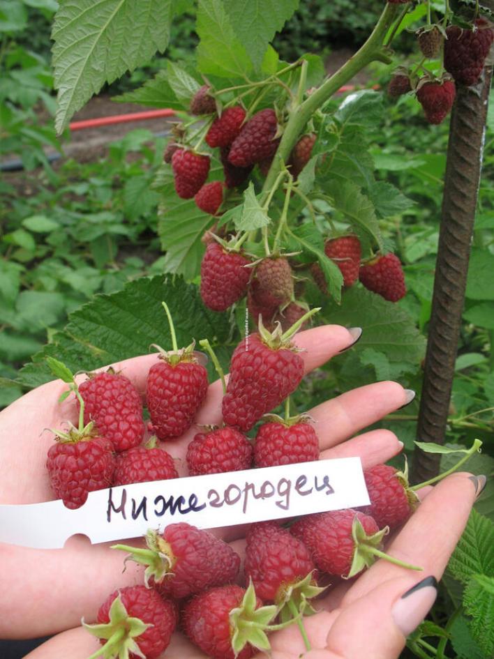 Малина Нижегородец 4