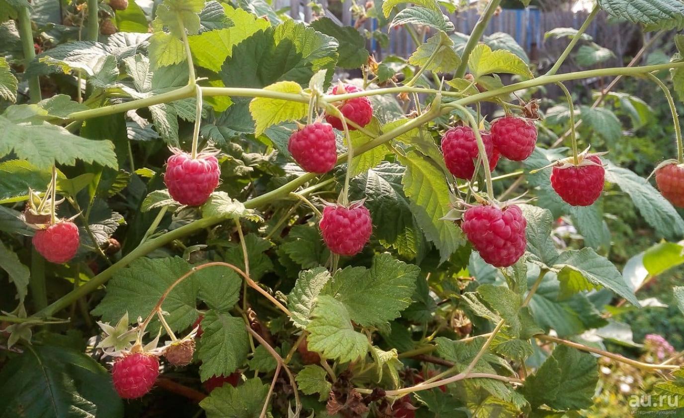Малина Новость Кузьмина 2