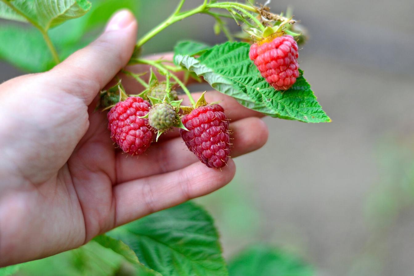 Малина Огни Москвы 2