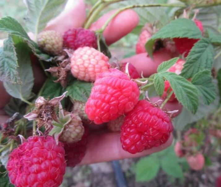 Малина Огни Москвы 4