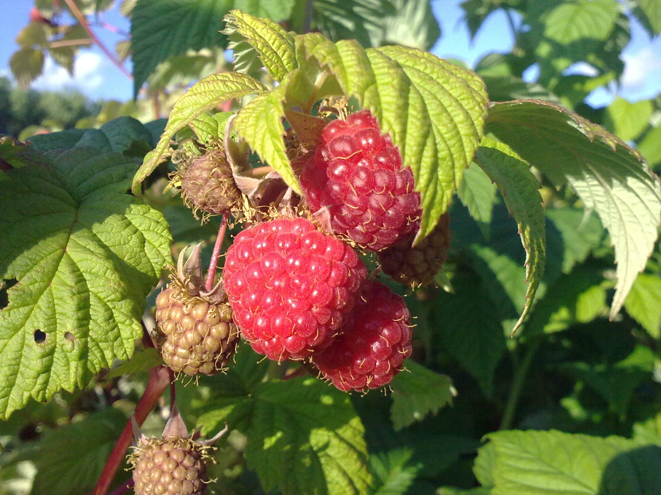 Малина Оттава 3