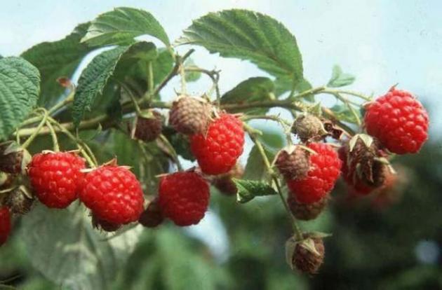 Малина Оттава