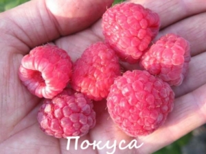 Малина Покуса