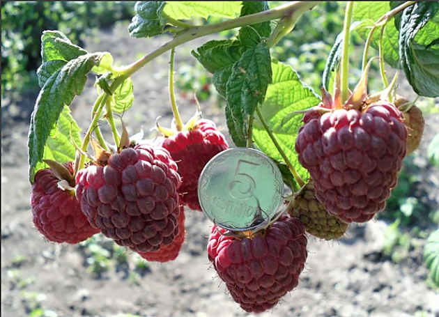 Малина Покуса 3