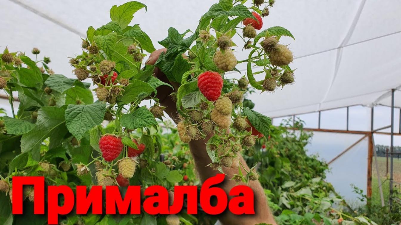 Малина Прималба 3