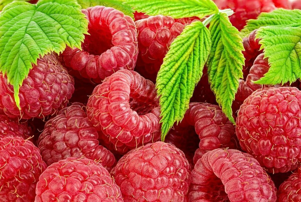 Малина Радианс 2