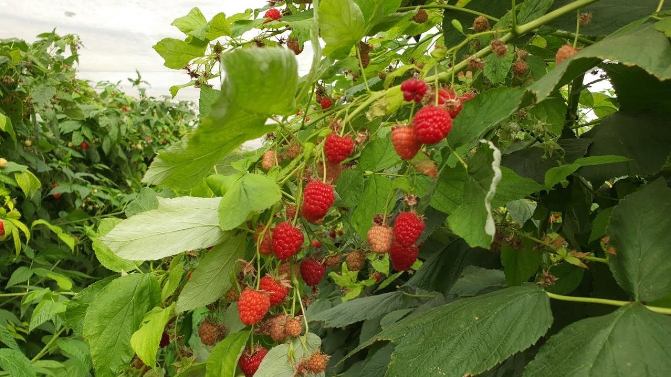 Малина Радианс 4