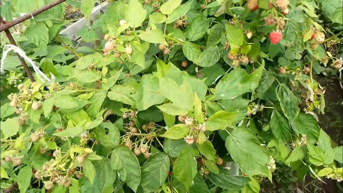 Малина Радианс 6