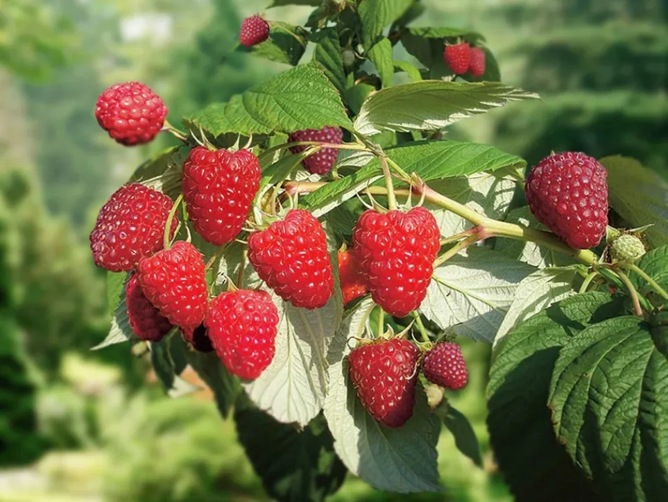 Малина Рубифол