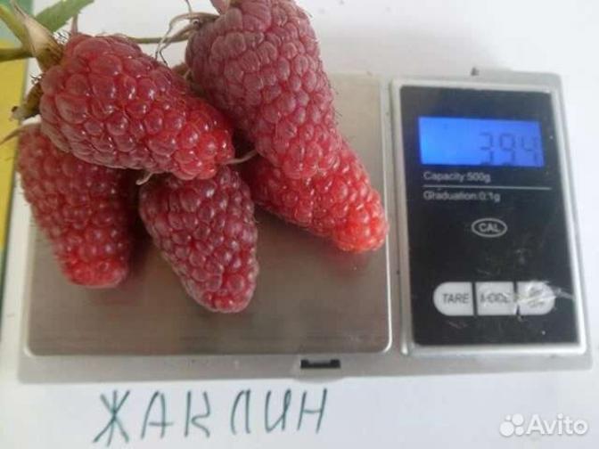 Малина Жаклин 4