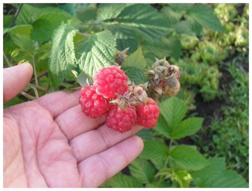 Малина Жанна Орлеанская 3