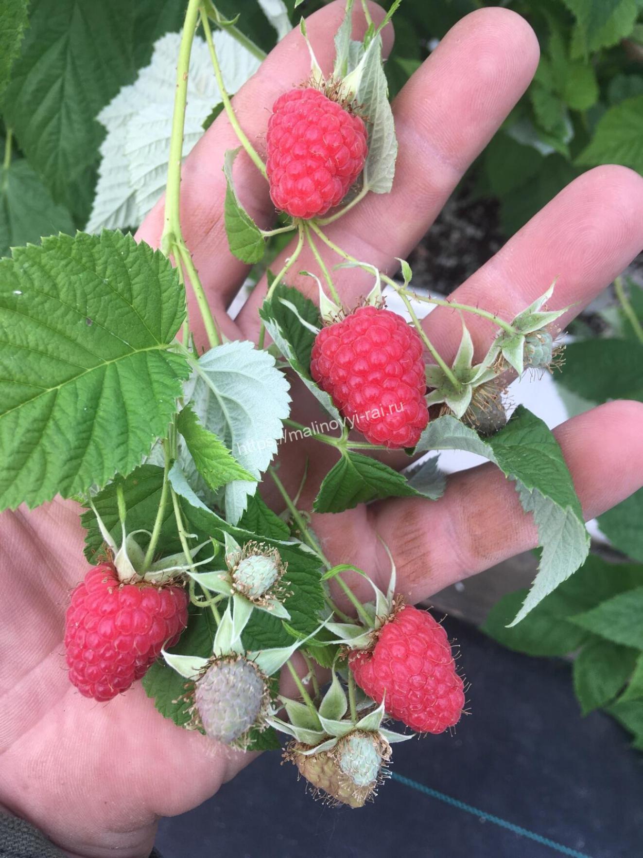 Малина Жанна Орлеанская 5