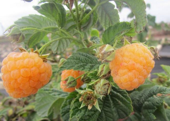 Малина Желтая Зюгана (Золотая Зюгана) 3