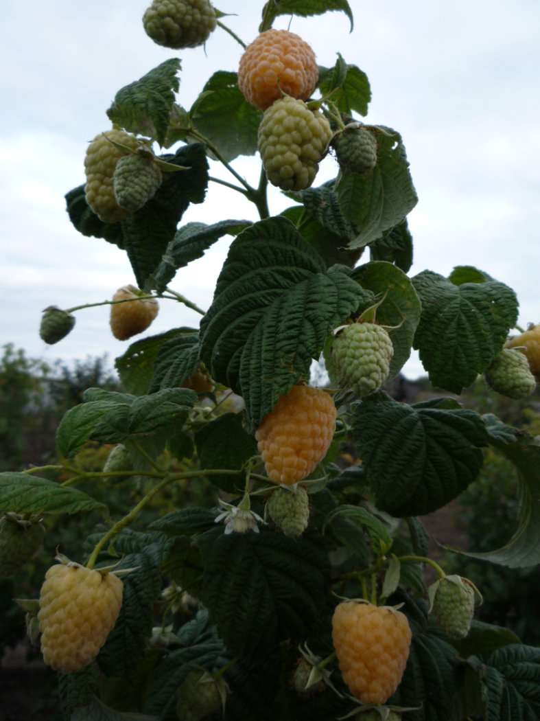 Малина Желтая Зюгана (Золотая Зюгана) 4