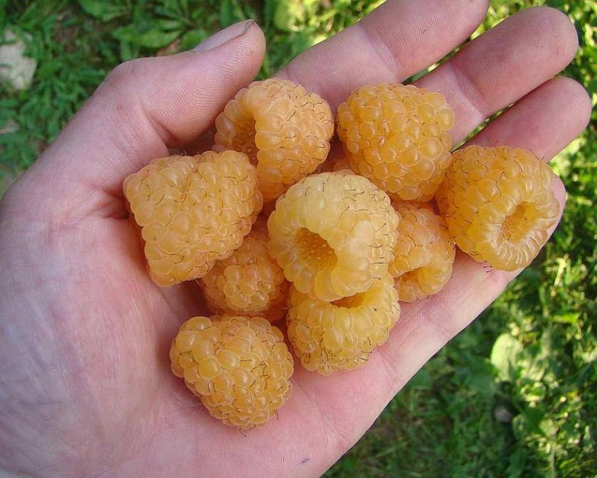 Малина Желтый гигант 4