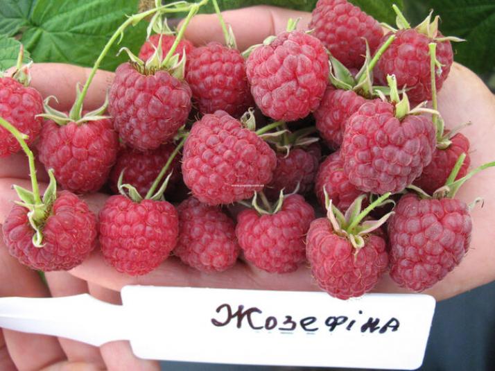 Малина Жозефина 4