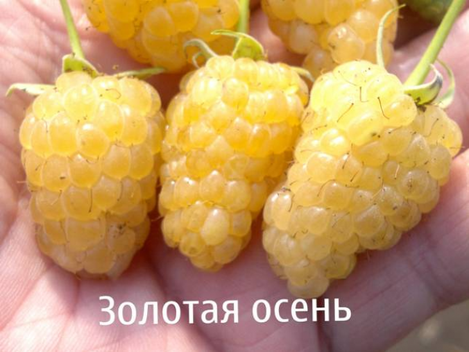 Малина Золотая Осень 6