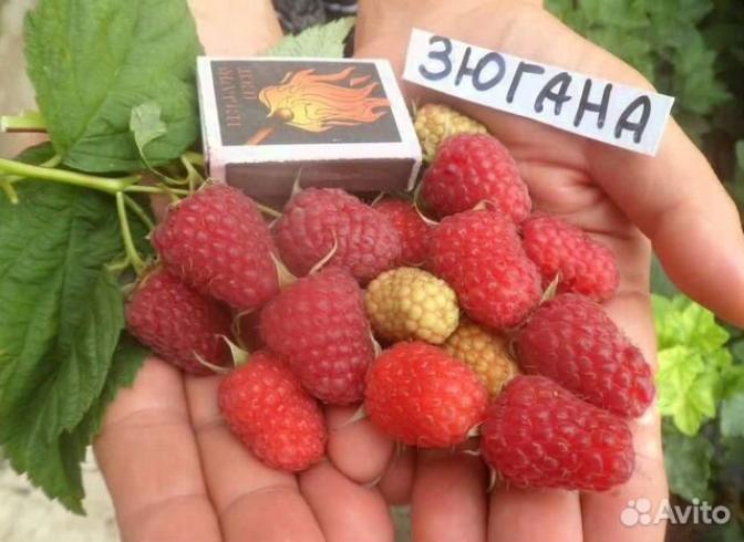 Малина Зюгана 4