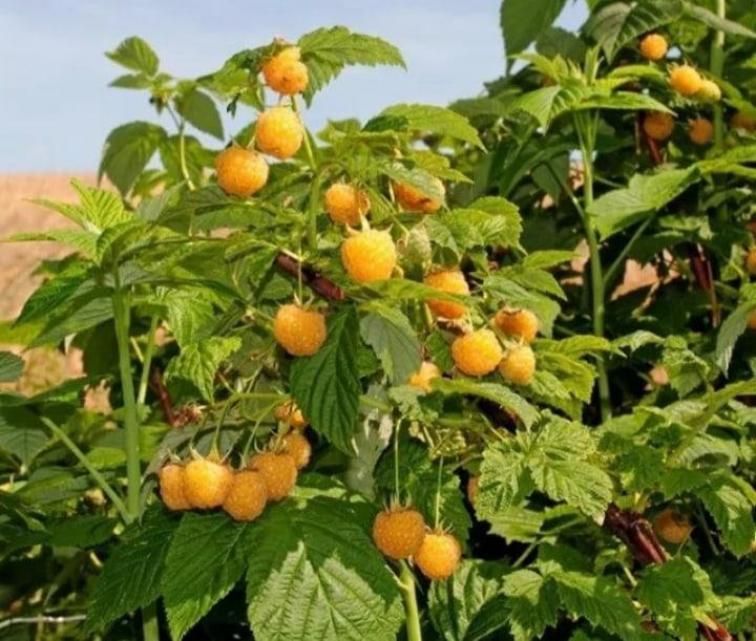Малиновое дерево Голд