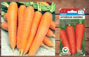 Морковь Алтайская лакомка