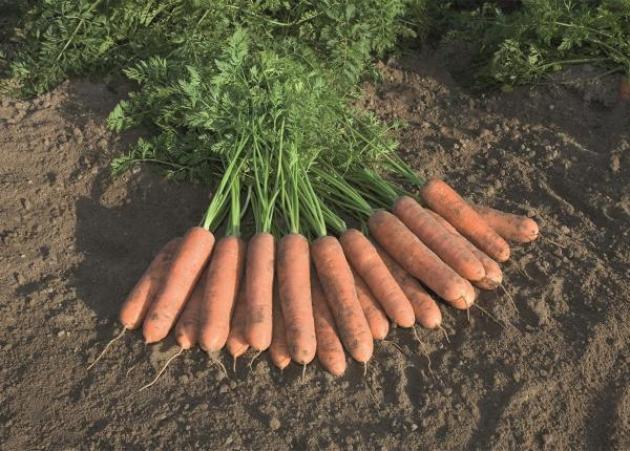 Морковь Белградо 2