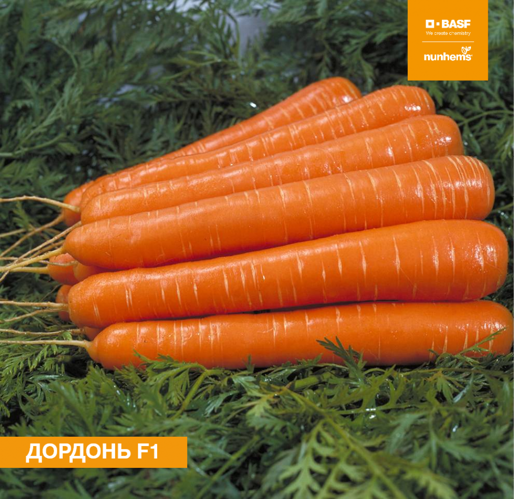 Морковь Дордонь