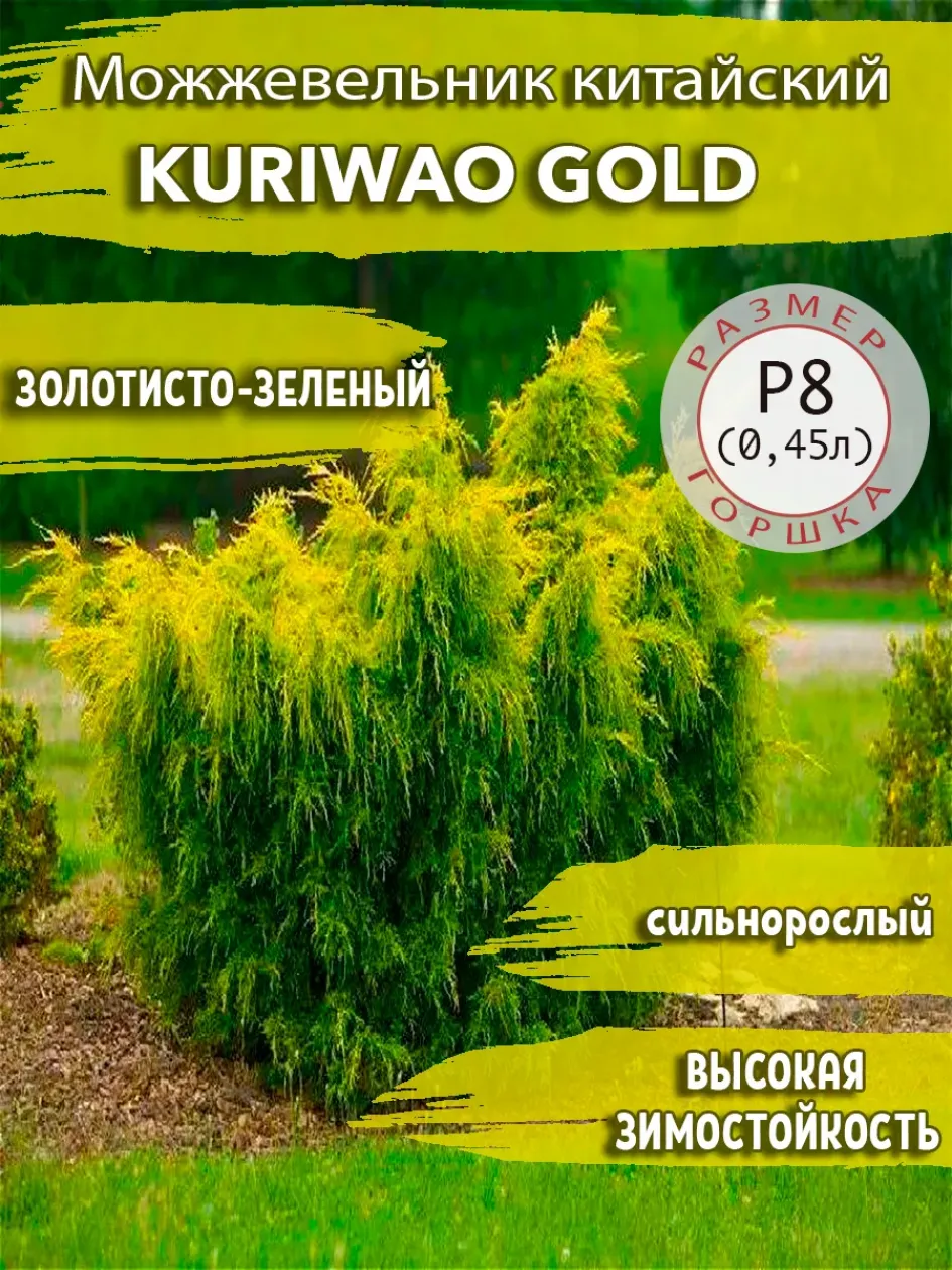 Можжевельник Куривао Голд 3