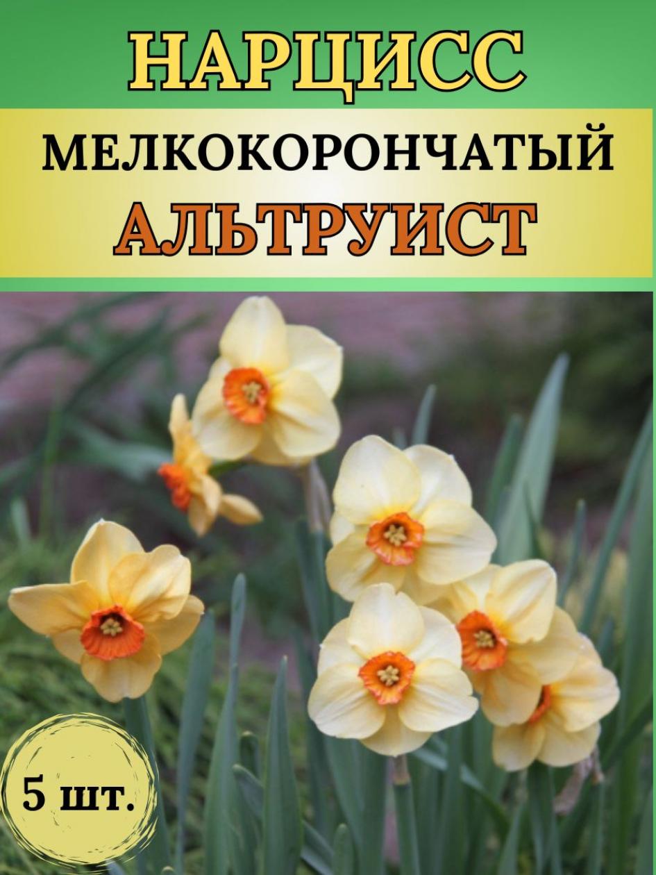 Нарциссы Альтруист 2